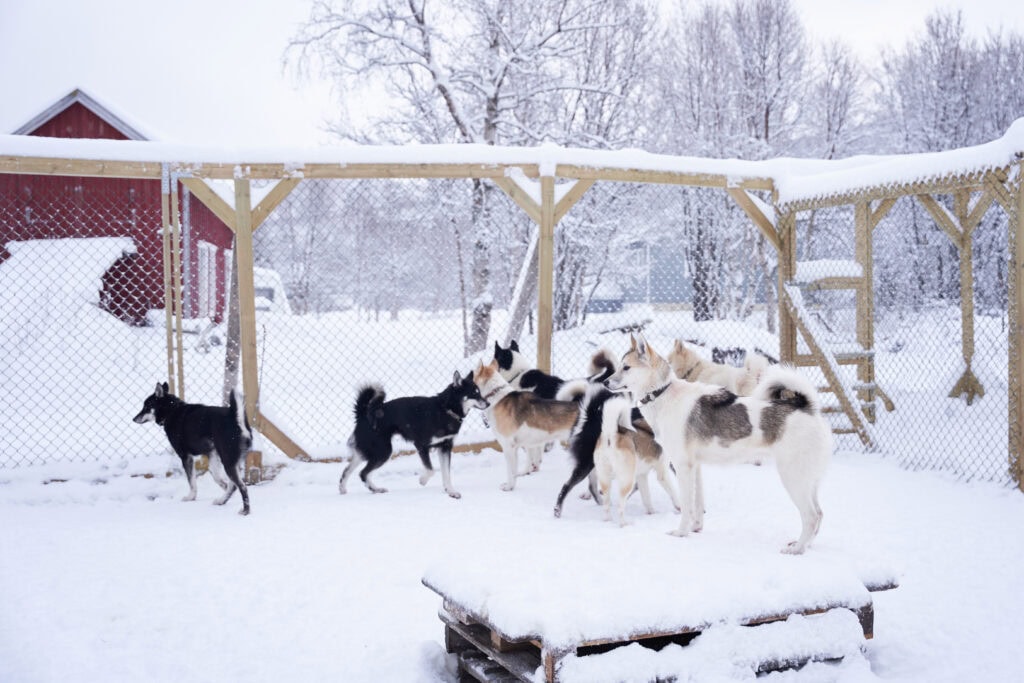 Huskygespann vor dem Schlitten im Schnee (Bilder/oksfjordhjem/activities__our-tours--e7b35c9b.jpg)