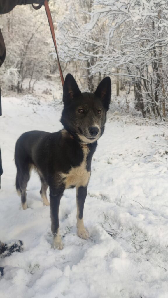 Porträt eines unserer Schlittenhunde