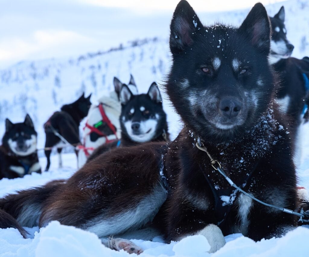 Porträt eines unserer Schlittenhunde