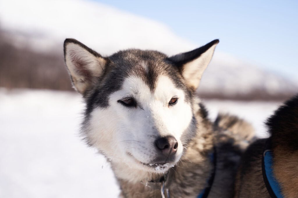 Porträt eines unserer Schlittenhunde