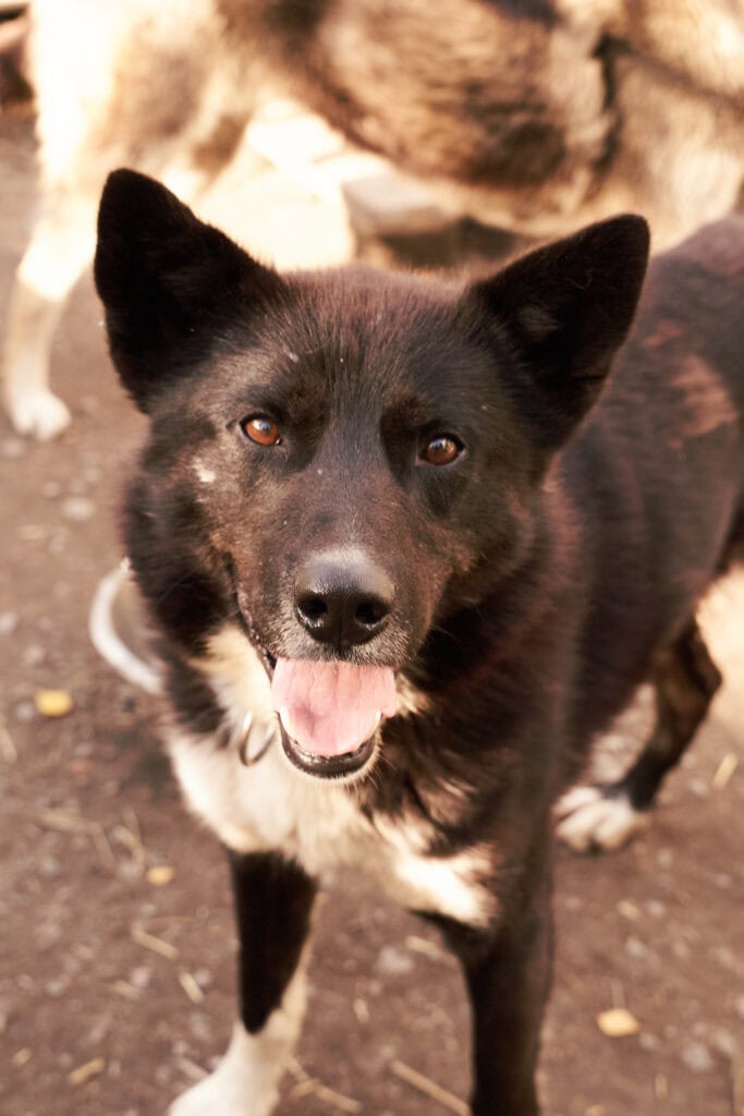 Porträt eines unserer Schlittenhunde
