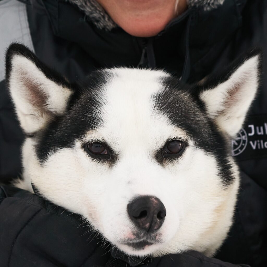 Porträt eines unserer Schlittenhunde