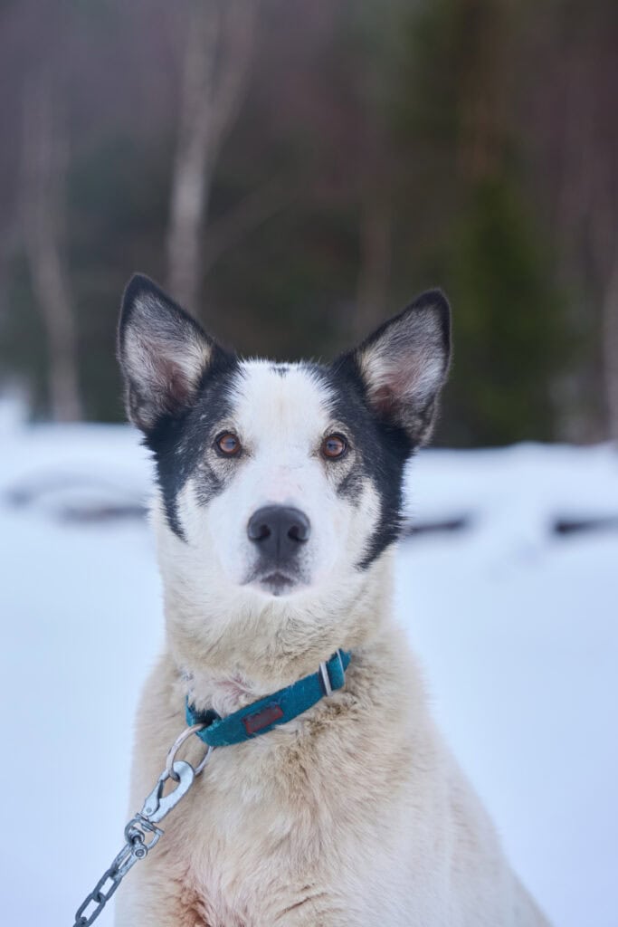 Porträt eines unserer Schlittenhunde