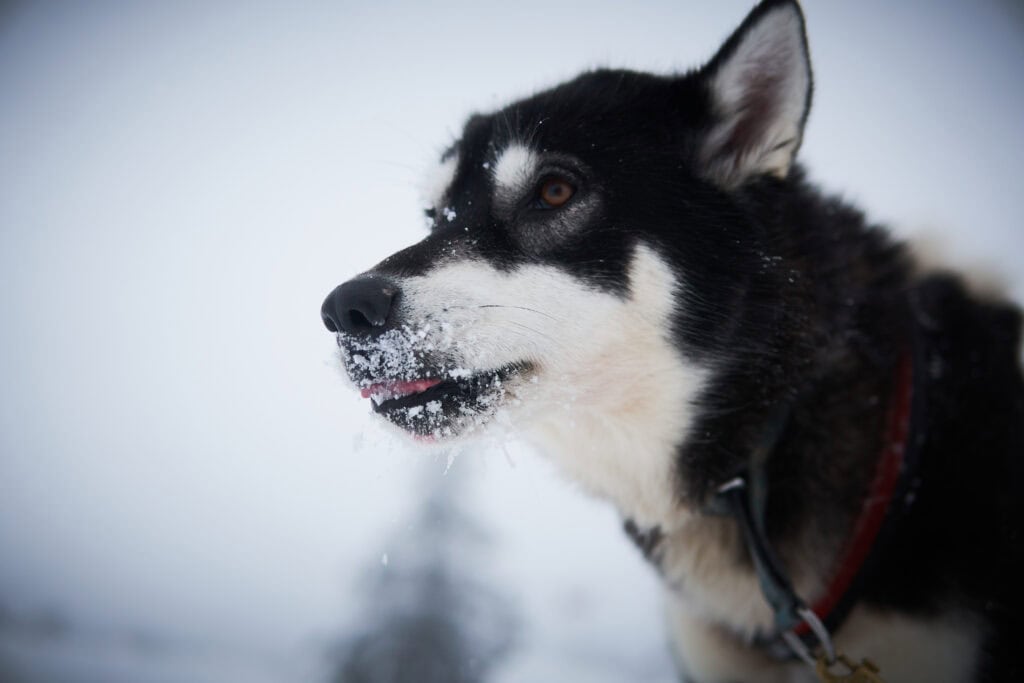 Porträt eines unserer Schlittenhunde