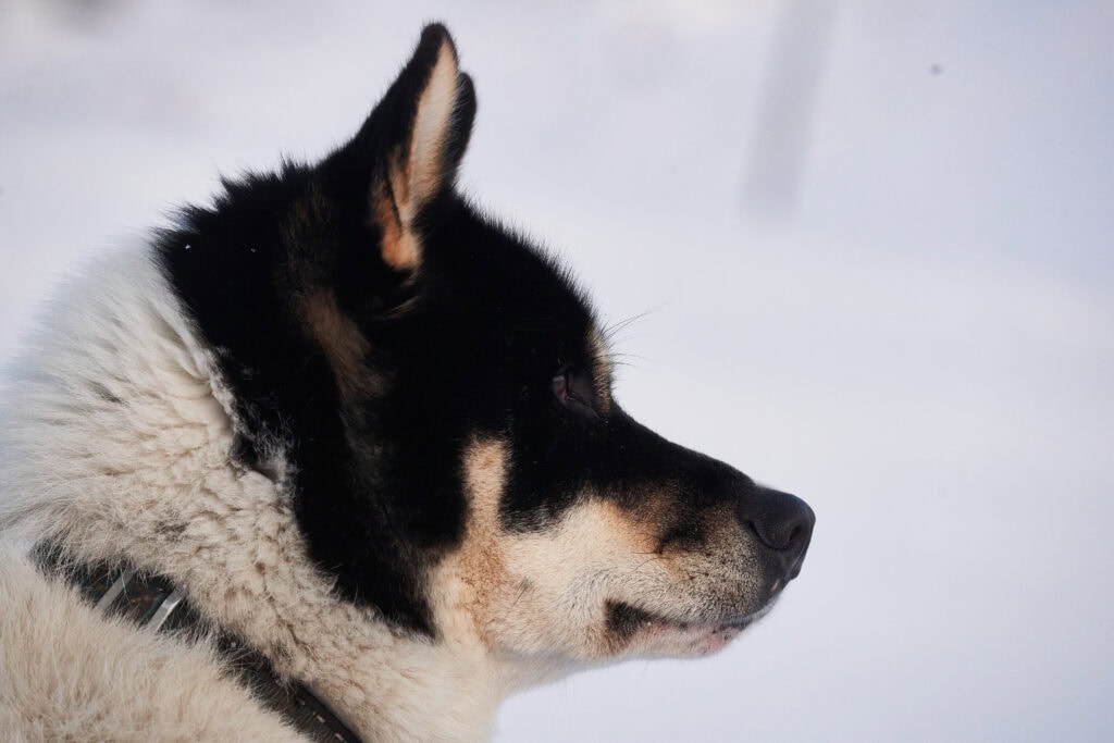 Porträt eines unserer Schlittenhunde