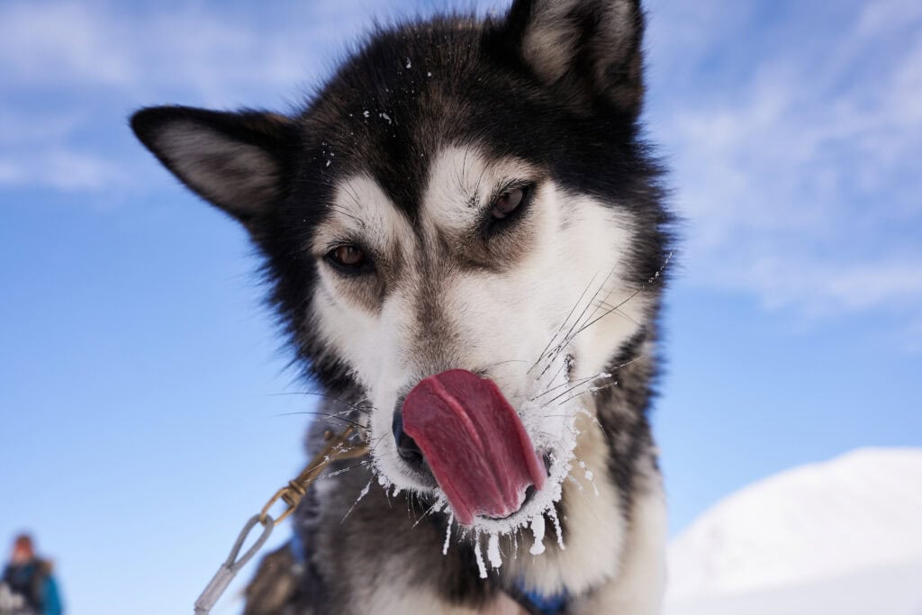 Porträt eines unserer Schlittenhunde