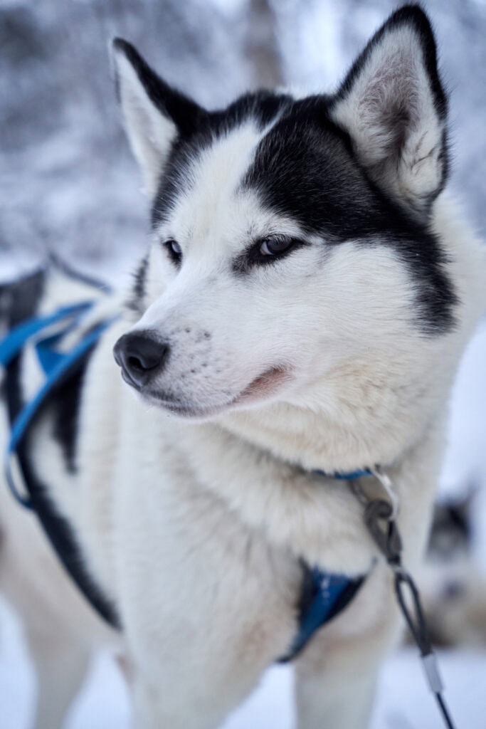 Porträt eines unserer Schlittenhunde