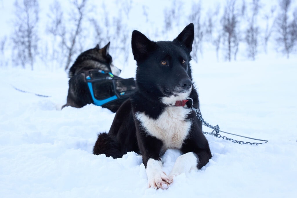Porträt eines unserer Schlittenhunde