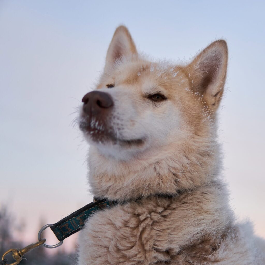 Porträt eines unserer Schlittenhunde
