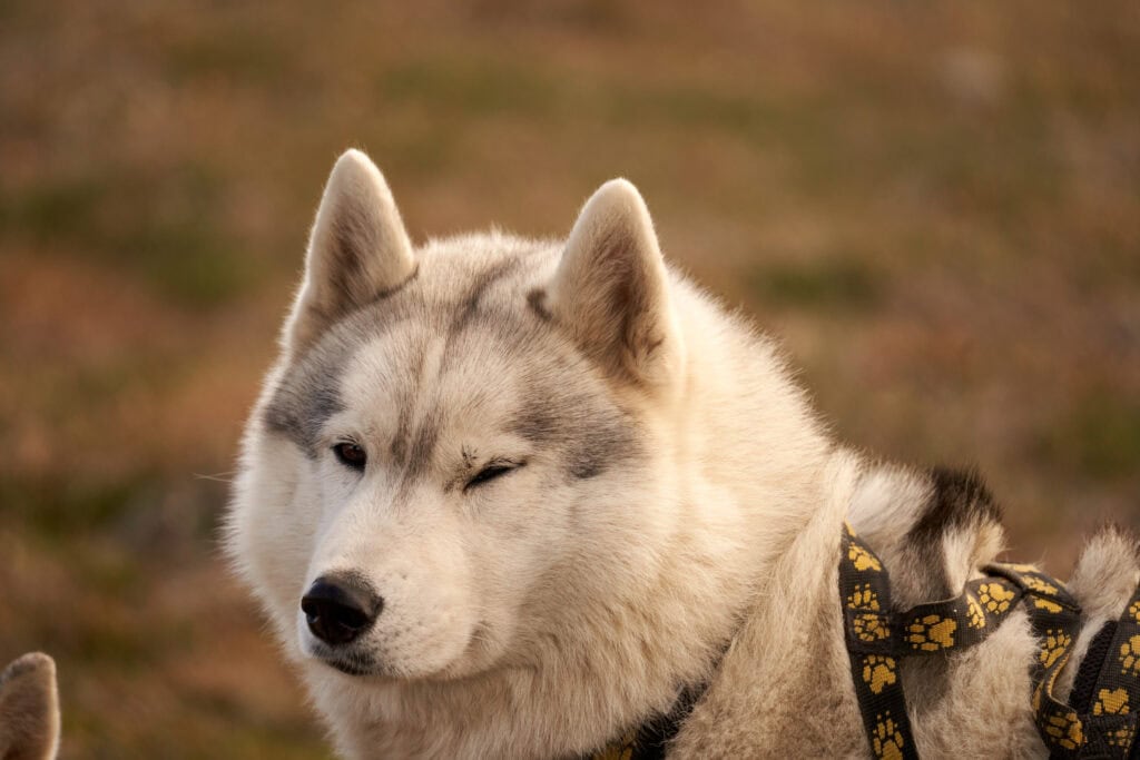 Porträt eines unserer Schlittenhunde