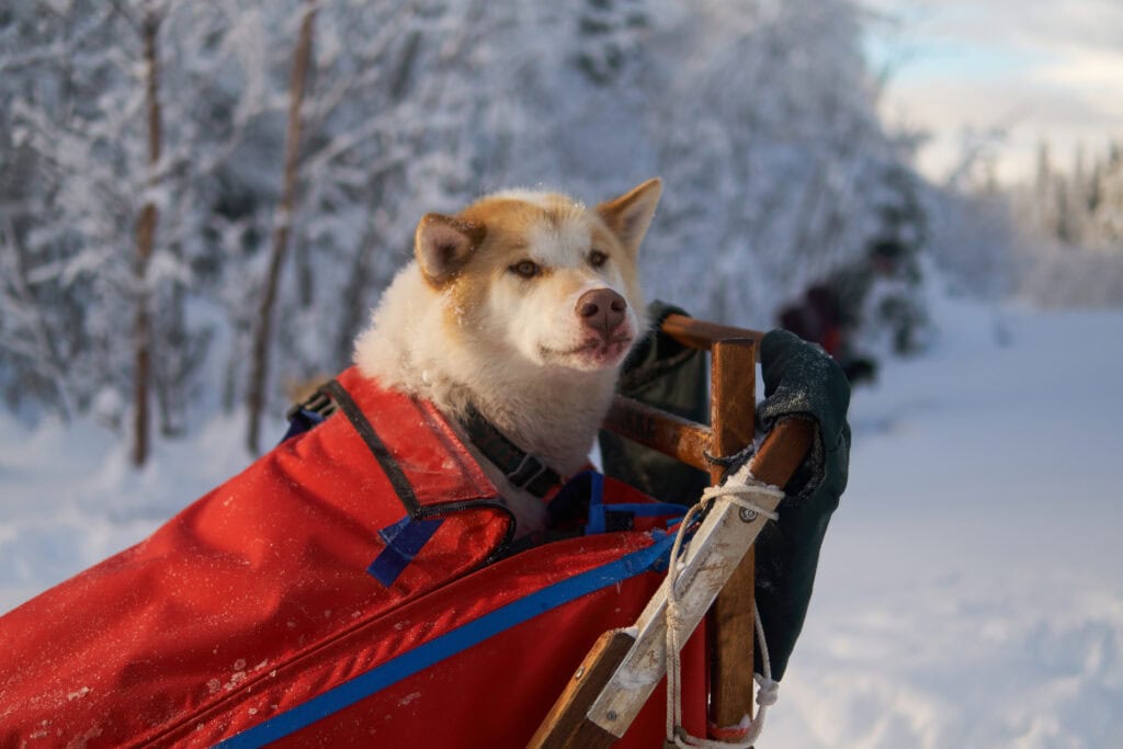 Porträt eines unserer Schlittenhunde