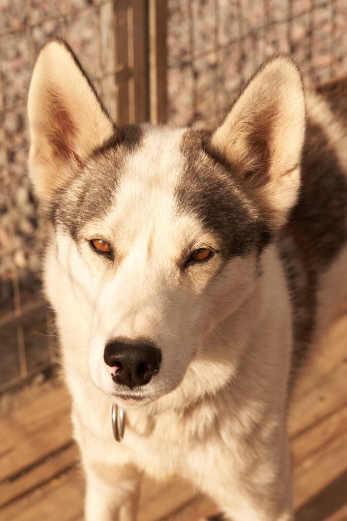 Porträt eines unserer Schlittenhunde