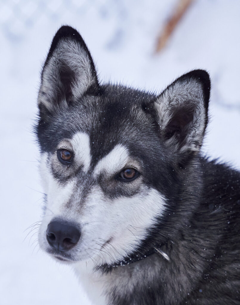 Porträt eines unserer Schlittenhunde