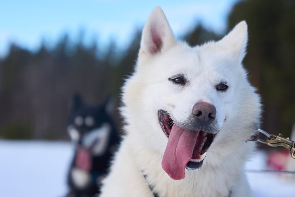 Porträt eines unserer Schlittenhunde