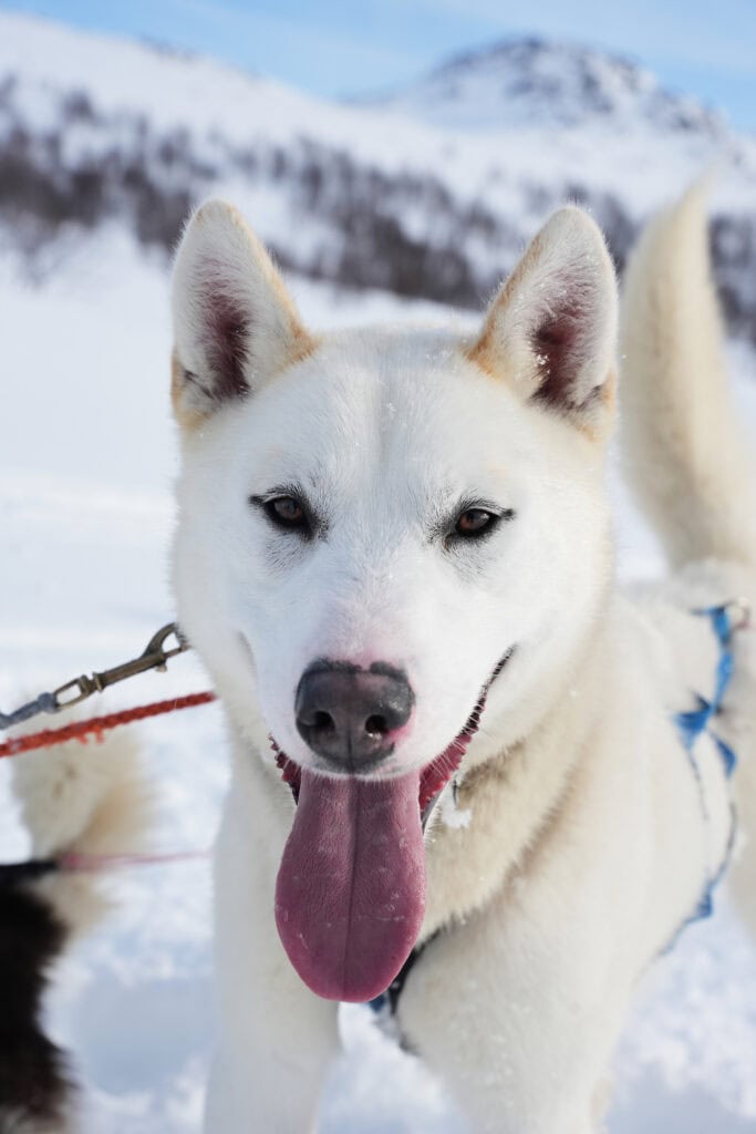 Porträt eines unserer Schlittenhunde