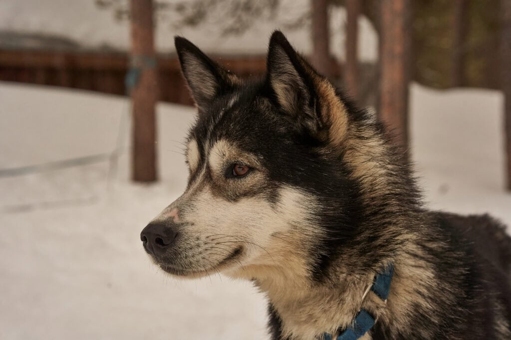 Porträt eines unserer Schlittenhunde