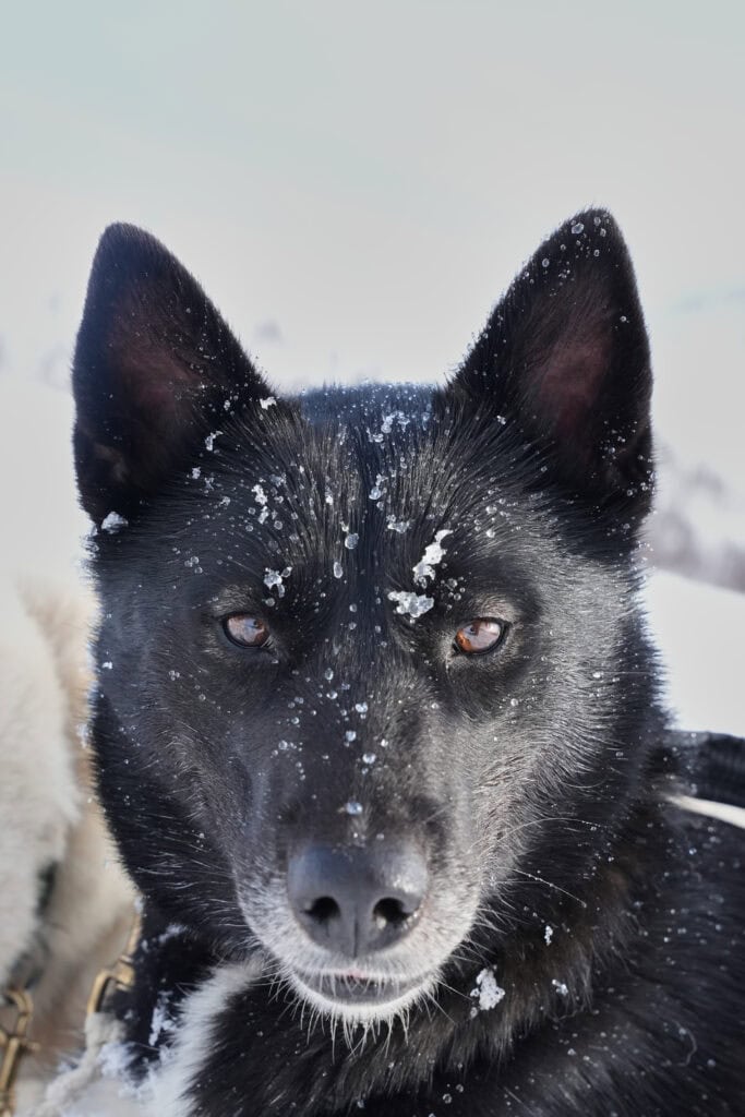 Porträt eines unserer Schlittenhunde