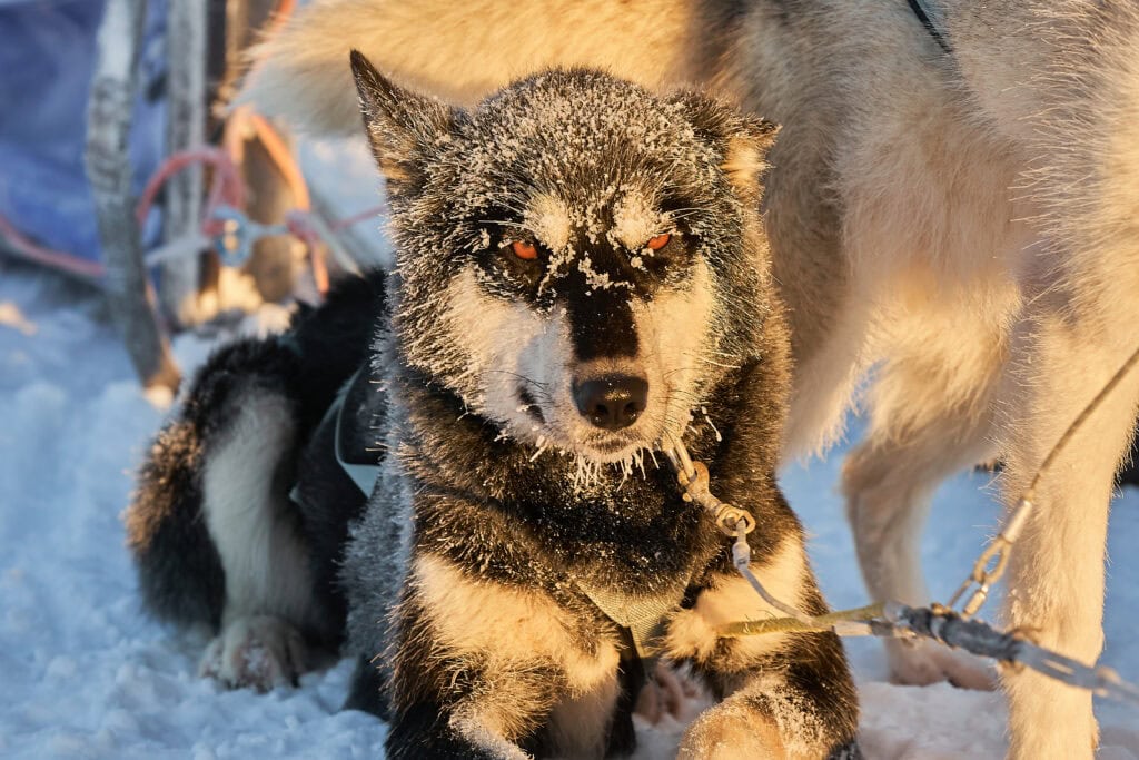 Porträt eines unserer Schlittenhunde