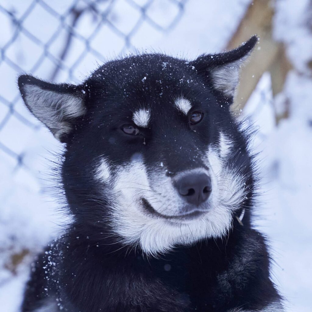 Porträt eines unserer Schlittenhunde
