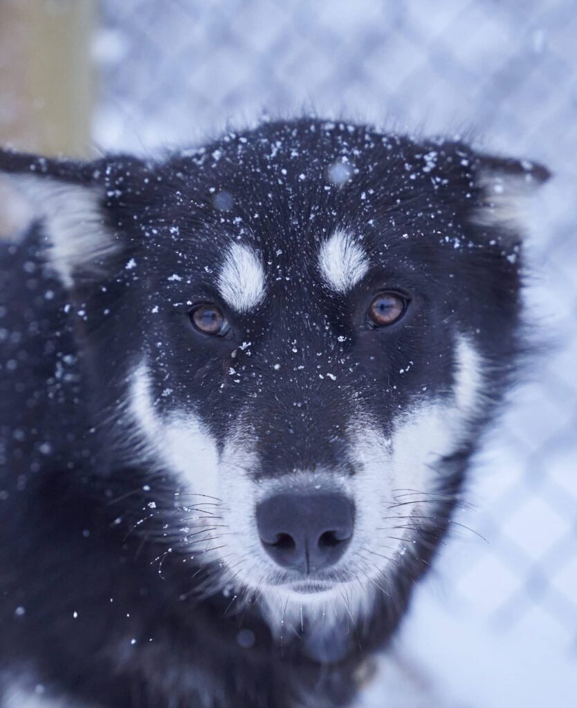 Porträt eines unserer Schlittenhunde