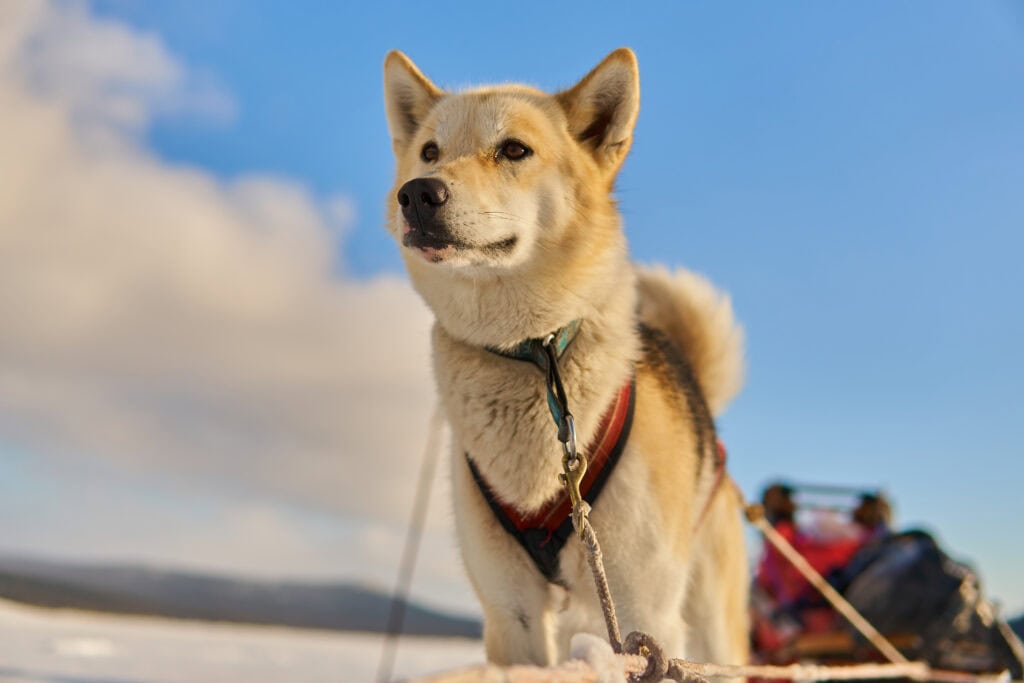 Porträt eines unserer Schlittenhunde