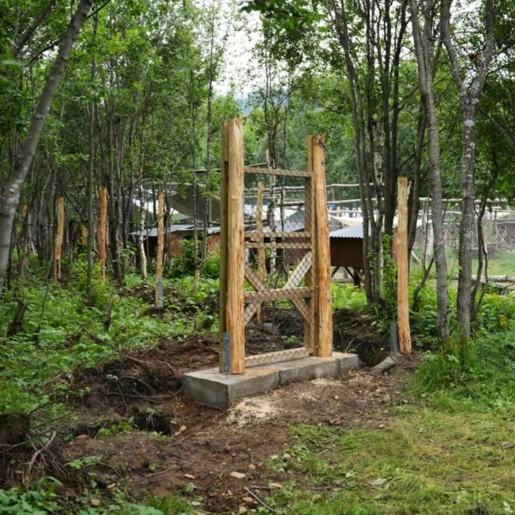 Die ersten Pfosten für den Freilauf stehen im Birkenwald