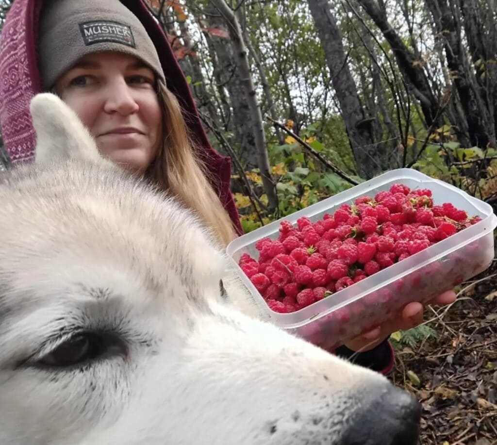 Schale mit frisch gepflückten Himbeeren, im Vordergrund der Kopf eines Huskys
