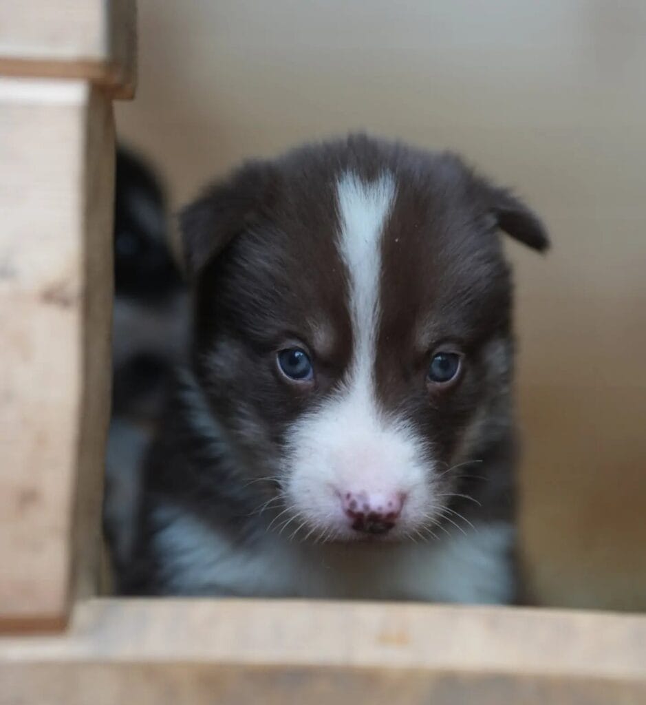Husky-Welpe mit weißer Blesse schaut aus der Hundehütte