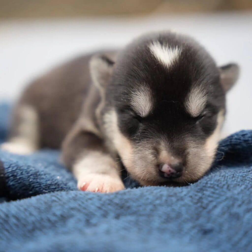Husky-Welpe mit hellen Abzeichen schläft auf einer blauen Decke