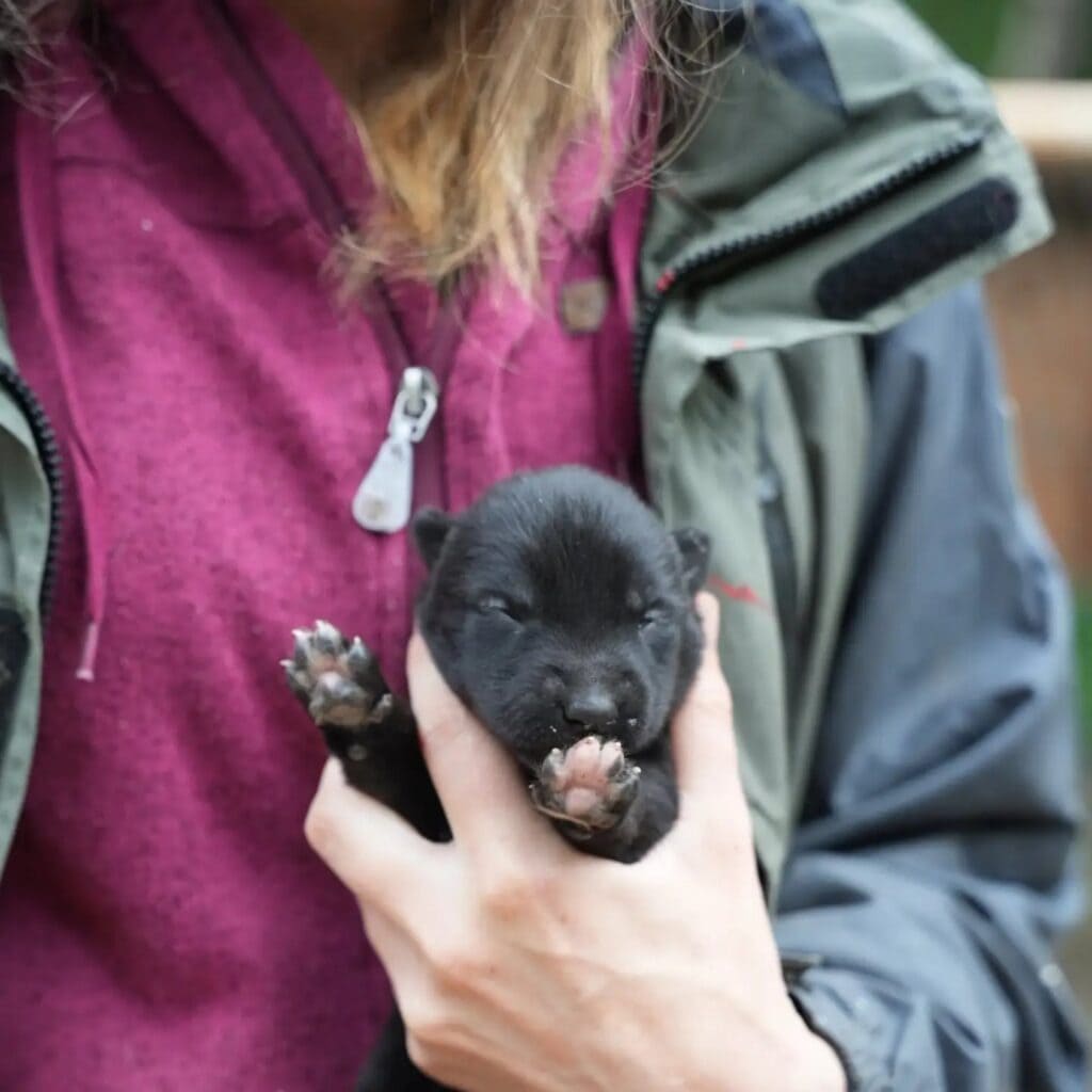 Ein wenige Tage alter schwarzer Husky-Welpe liegt in einer Hand