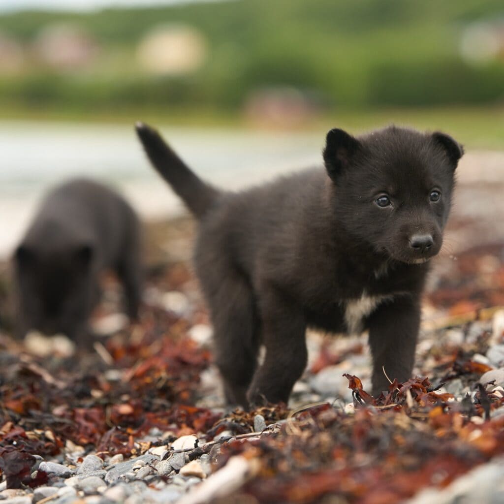 Husky-Welpen erkunden bei ihrem ersten Ausflug den Strand am Fjord