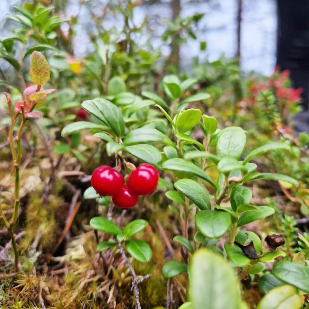 Reife Preiselbeeren zwischen grünen Blättern