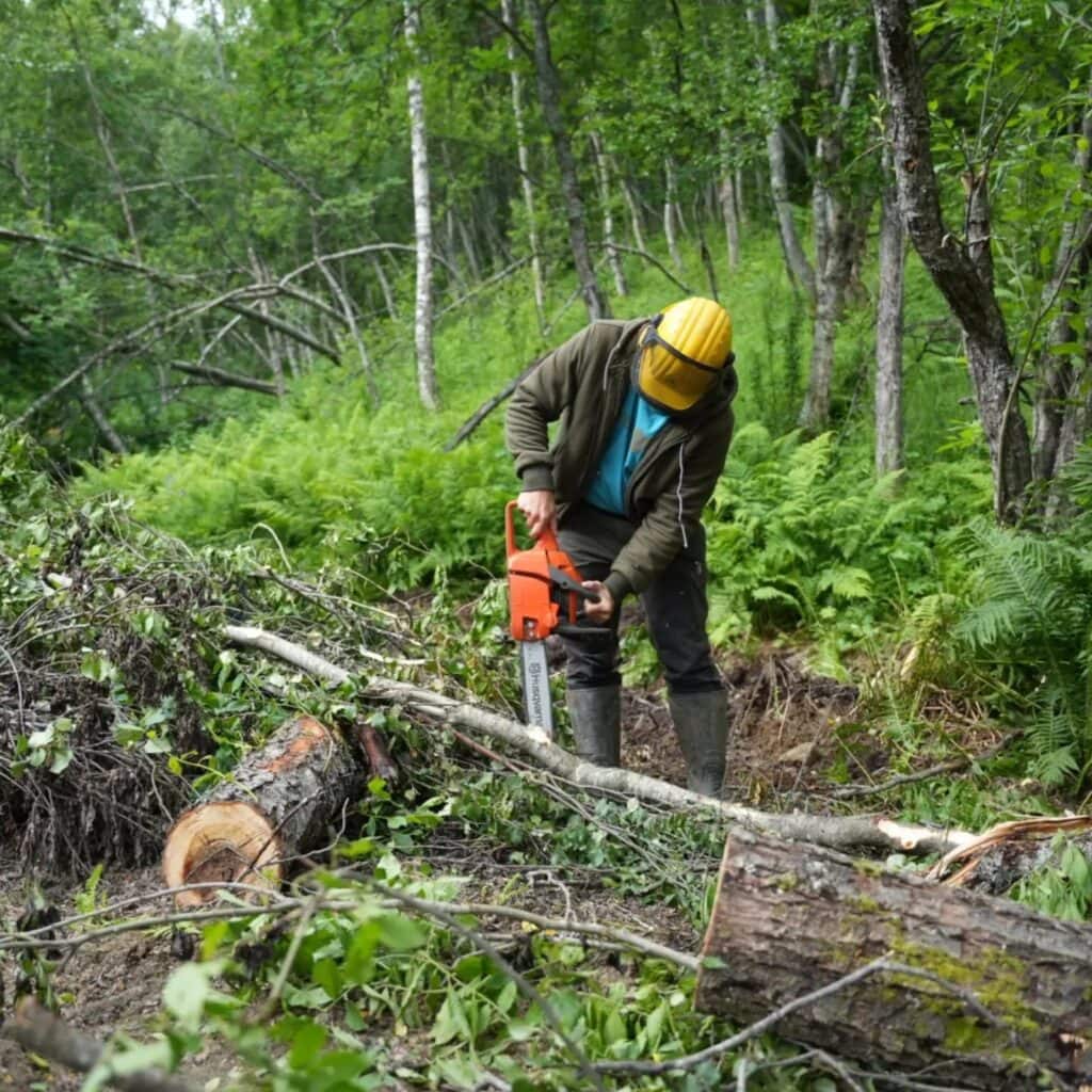 Mit der Motorsäge werden dünne Stämme im eigenen Wald geschlagen